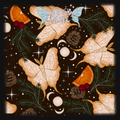 Brown Winter Moths