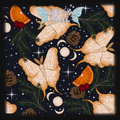Navy Winter Moths